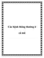 Các bệnh thông thường ở cá mú docx