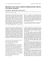 Báo cáo khoa học: Mechanism of the reaction catalyzed by dehydroascorbate reductase from spinach chloroplasts doc