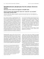 Báo cáo khoa học: Methylthioadenosine phosphorylase from the archaeon Pyrococcus furiosus docx