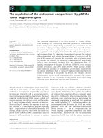 Báo cáo khoa học: The regulation of the endosomal compartment by p53 the tumor suppressor gene docx