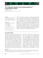 Báo cáo khoa học: The molecular identity of the mitochondrial Ca2+ sequestration system potx