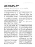 Báo cáo khoa học: Tyrosine phosphorylation of calponins Inhibition of the interaction with F-actin pot