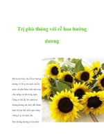 Trị phù thủng với rễ hoa hướng dương pptx
