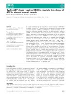 Báo cáo khoa học: Cyclic ADP-ribose requires CD38 to regulate the release of ATP in visceral smooth muscle ppt