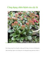 Công dụng chữa bệnh của cây lá bỏng pot