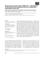 Báo cáo khoa học: Novel repressor of the human FMR1 gene ) identiﬁcation ¨ of p56 human (GCC)n-binding protein as a Kruppel-like transcription factor ZF5 ppt
