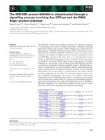 Báo cáo khoa học: The SWI⁄SNF protein BAF60b is ubiquitinated through a signalling process involving Rac GTPase and the RING ﬁnger protein Unkempt doc