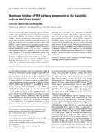 Báo cáo khoa học: Membrane binding of SRP pathway components in the halophilic archaea Haloferax volcanii docx