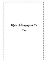 Bệnh chết ngược ở Ca Cao pot