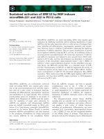 Báo cáo khoa học: Sustained activation of ERK1/2 by NGF induces microRNA-221 and 222 in PC12 cells pdf