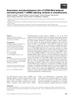 Báo cáo khoa học: Expression and physiological role of CCN4⁄Wnt-induced secreted protein 1 mRNA splicing variants in chondrocytes potx