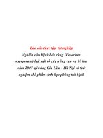 Báo cáo thực tập tốt nghiệp Nghiên cứu bệnh héo vàng (Fusarium oxysporum) hại một số cây trồng cạn vụ hè thu năm 2007 tại vùng Gia Lâm - Hà Nội và thử nghiệm chế phẩm sinh học phòng trừ bệnh doc
