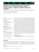 Báo cáo khoa học: Structural and mutational analysis of TenA protein (HP1287) from the Helicobacter pylori thiamin salvage pathway – evidence of a different substrate speciﬁcity doc