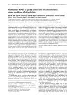 Báo cáo Y học: Mammalian HSP60 is quickly sorted into the mitochondria under conditions of dehydration docx