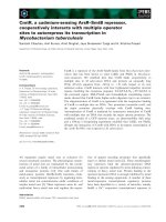 Báo cáo khoa học: CmtR, a cadmium-sensing ArsR–SmtB repressor, cooperatively interacts with multiple operator sites to autorepress its transcription in Mycobacterium tuberculosis pptx
