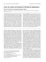 Báo cáo khóa học: Active site residues and mechanism of UDP-glucose dehydrogenase ppt