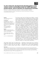 Báo cáo khoa học: In vitro embryonic developmental phosphorylation of the cellular nucleic acid binding protein by cAMP-dependent protein kinase, and its relevance for biochemical activities pdf