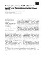 Báo cáo khoa học: Saccharomyces cerevisiae Ybr004c and its human homologue are required for addition of the second mannose during glycosylphosphatidylinositol precursor assembly ppt