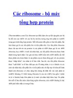 Các ribosome - bộ máy tổng hợp protein pptx