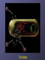 Viruses STRUCTURE, CLASSIFICATION AND PHYSIOLOGY OF VIRUSES