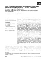 Báo cáo khoa học: Many fructosamine 3-kinase homologues in bacteria are ribulosamine⁄erythrulosamine 3-kinases potentially involved in protein deglycation docx