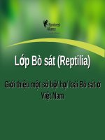 Lớp Bò sát (Reptilia) pdf