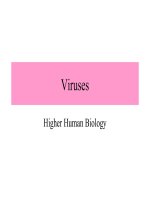 Chapter 8 viruses