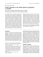 Báo cáo khóa học: Genetic approaches to the cellular functions of polyamines in mammals potx