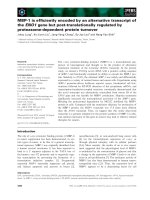 Báo cáo khoa học: MBP-1 is efﬁciently encoded by an alternative transcript of the ENO1 gene but post-translationally regulated by proteasome-dependent protein turnover doc