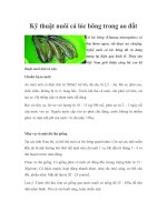 Kỹ thuật nuôi cá lóc bông trong ao đất docx