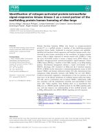Báo cáo khoa học: Identiﬁcation of mitogen-activated protein⁄extracellular signal-responsive kinase kinase 2 as a novel partner of the scaffolding protein human homolog of disc-large docx