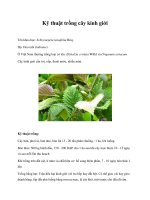 Kỹ thuật trồng cây kinh giới ppt