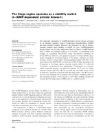 Báo cáo khoa học: The hinge region operates as a stability switch in cGMP-dependent protein kinase Ia doc