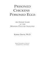 PRISONED CHICKENS POISONED EGGS AN INSIDE LOOK AT THE MODERN POULTRY INDUSTRY docx