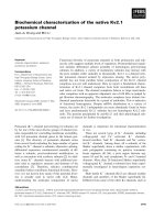 Báo cáo khoa học: Biochemical characterization of the native Kv2.1 potassium channel ppt