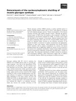 Báo cáo khoa học: Determinants of the nucleocytoplasmic shuttling of muscle glycogen synthase potx