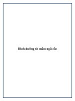 Dinh dưỡng từ mầm ngũ cốc pptx