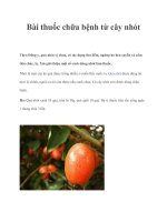 Bài thuốc chữa bệnh từ cây nhót doc