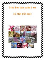 Mùa hoa báo xuân ở xứ sở Mặt trời mọc pot