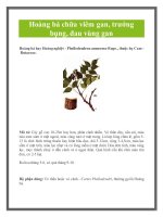 Hoàng bá chữa viêm gan, trướng bụng, đau vùng gan doc