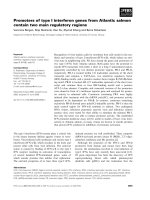 Báo cáo khoa học: Promoters of type I interferon genes from Atlantic salmon contain two main regulatory regions docx