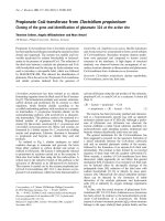 Báo cáo Y học: Propionate CoA-transferase from Clostridium propionicum Cloning of the gene and identi®cation of glutamate 324 at the active site pdf