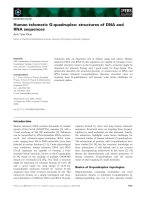 Báo cáo khoa học: Human telomeric G-quadruplex: structures of DNA and RNA sequences ppt
