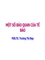 Bài giảng một số bài quan của tế bào