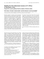 Báo cáo Y học: Modeling the three-dimensional structure of H+-ATPase of Neurospora crassa Proposal for a proton pathway from the analysis of internal cavities pptx
