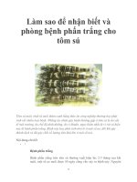 Làm sao để nhận biết và phòng bệnh phấn trắng cho tôm sú pdf