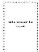 Kinh nghiệm nuôi Chim Gáy mồi pot