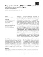 Báo cáo khoa học: Stage-speciﬁc activation of MIG-17⁄ADAMTS controls cell migration in Caenorhabditis elegans docx