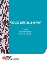 Necrotic Enteritis: a Review pptx