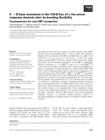 Báo cáo khoa học: C ﬁ G base mutations in the CArG box of c-fos serum response element alter its bending ﬂexibility Consequences for core-SRF recognition potx